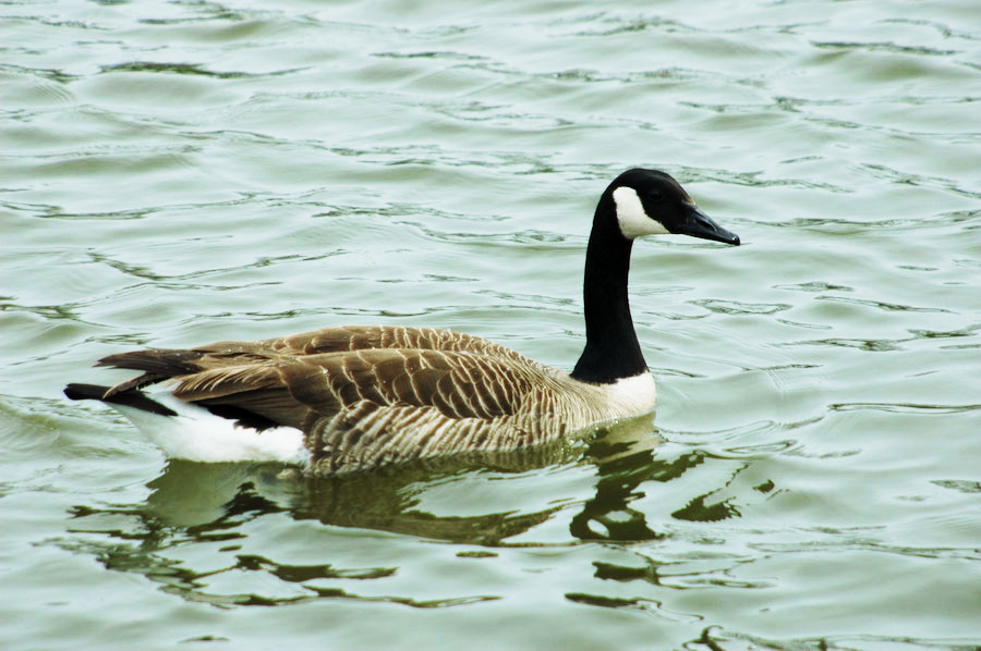 Lament for the Solitary Goose - Addie Zierman